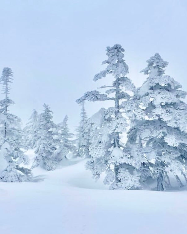 日本長野滑|越後雪境×溫泉秘湯|全程包車