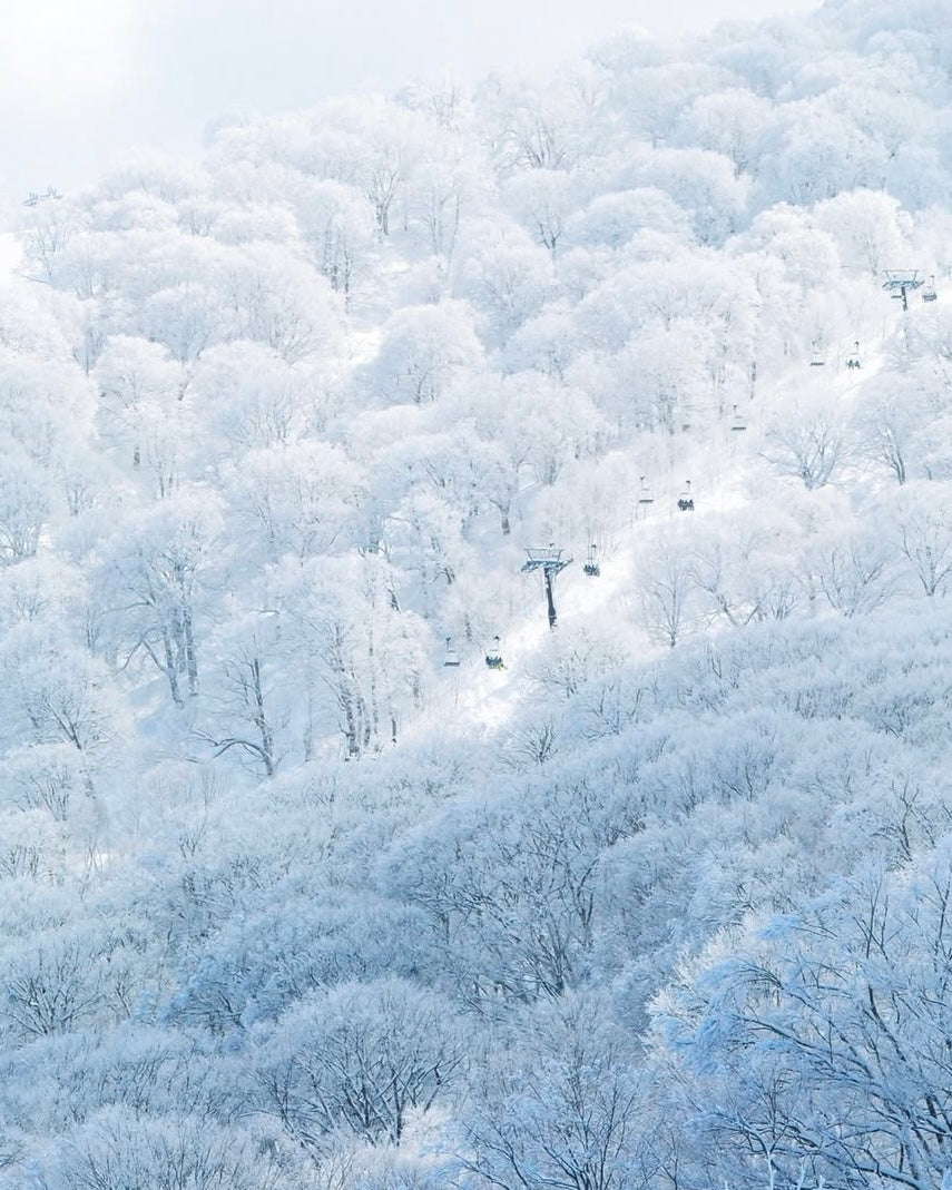 日本長野滑|越後雪境×溫泉秘湯|全程包車