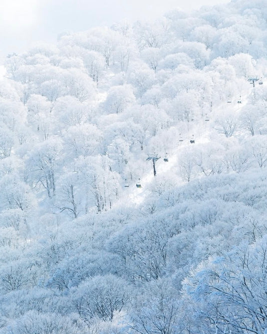 日本長野滑|越後雪境×溫泉秘湯|全程包車