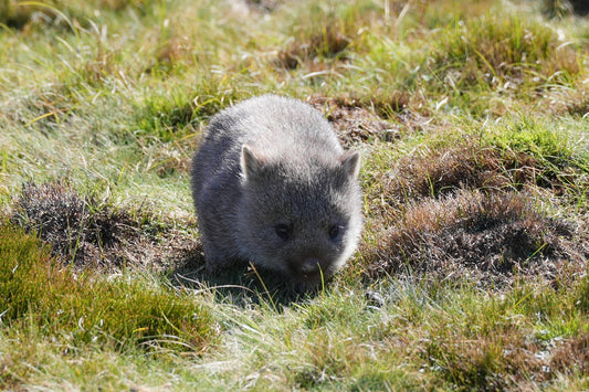 塔斯馬尼亞5天深度環島之旅|遇見原始自然與人文遺產|精品小團