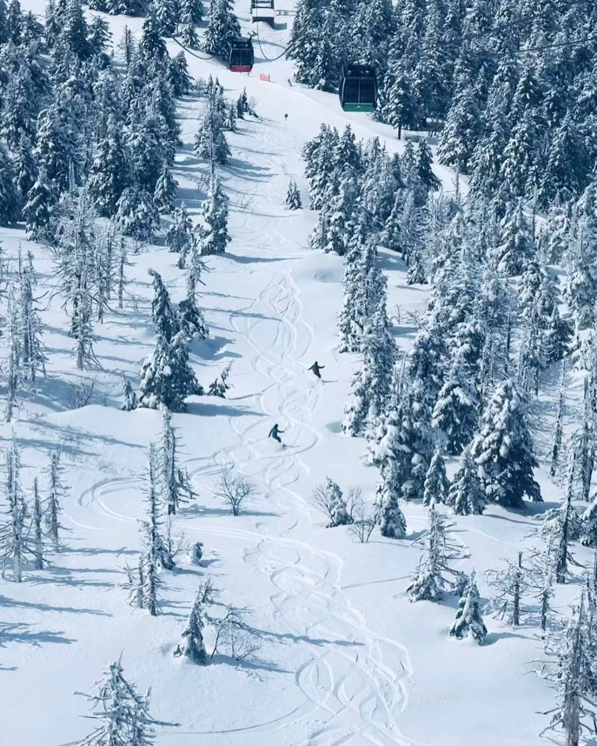日本長野滑|越後雪境×溫泉秘湯|全程包車