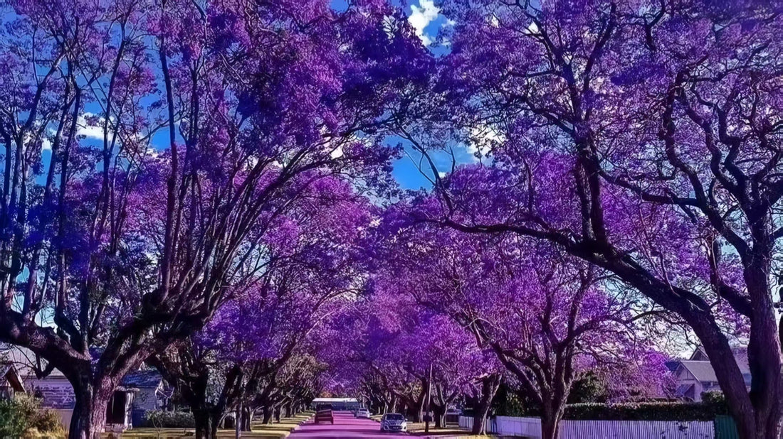悉尼游记｜把南半球的春日温柔，都藏进蓝花楹里