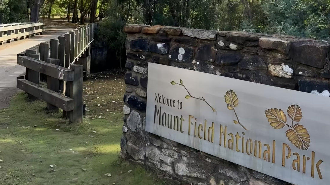 塔州游记｜Mount Field