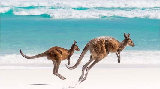 西澳游记｜Lucky Bay