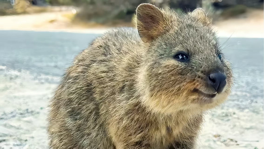西澳游记｜Rottnest Island