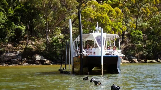 悉尼小众游｜吃刚出水的鲜蚝，看Akoya珍珠的诞生