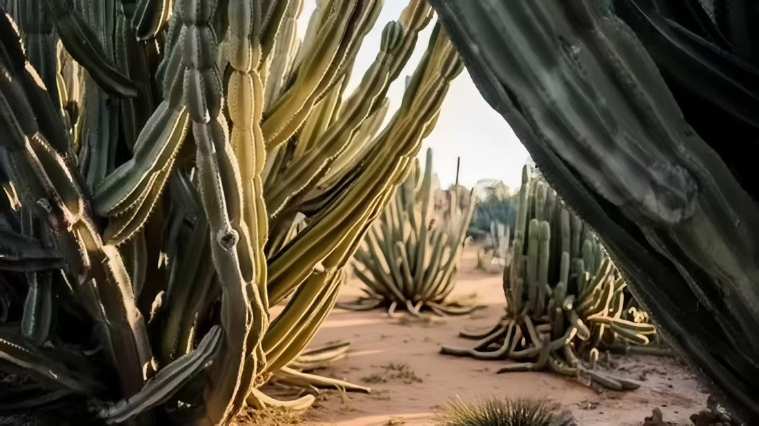 墨尔本小众游｜Cactus Country，一片长满仙人掌的小世界