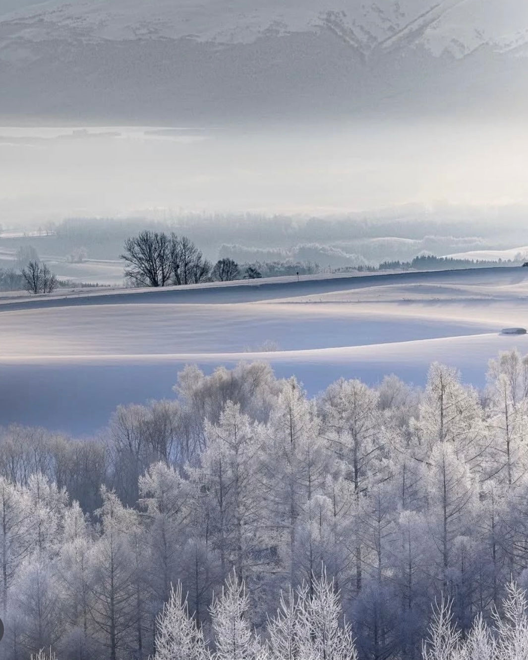 Japan Ski Saferi ｜Hokkaido New Year's Eve Snow Tour｜Full Charter