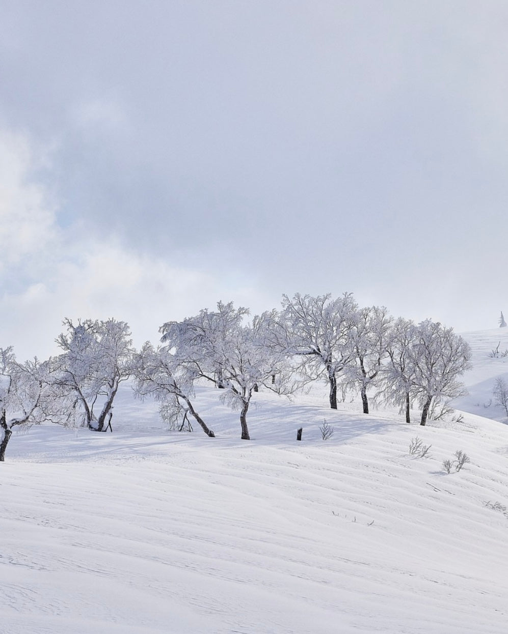 Japan Ski Saferi ｜Hokkaido New Year's Eve Snow Tour｜Full Charter