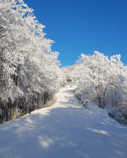 Japan Ski Safari | Top powder snow × secret mountain | Full-service charter
