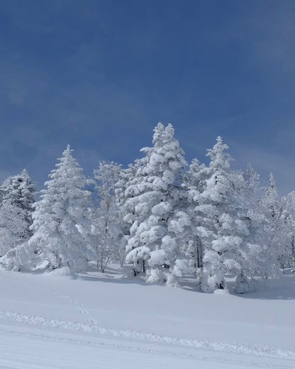 🇯🇵日本长野外滑｜越后雪境×温泉秘汤｜全程包车