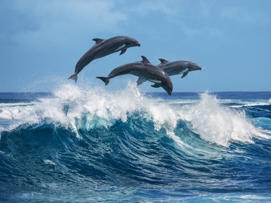 Sydney | Port Stephens Day Tour